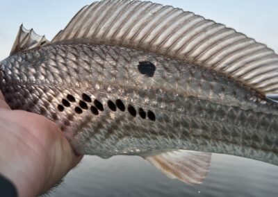 Charleston Fly Fishing Guides & Light-Tackle Fishing Charters, FishWater Outfitters, Captain Braden Powell, Redfish Fishing