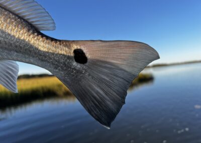 Charleston Fly Fishing Guides & Light-Tackle Fishing Charters, FishWater Outfitters, Captain Braden Powell, Redfish Fishing