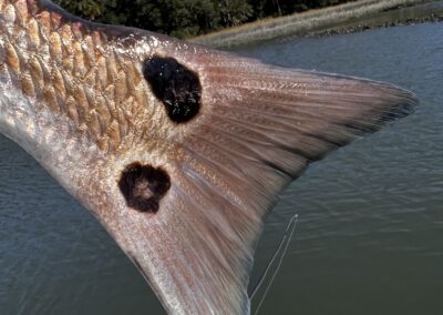 Charleston Fly Fishing Guides & Light-Tackle Fishing Charters, FishWater Outfitters, Captain Braden Powell, Redfish Fishing